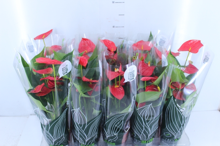 ANTHURIUM P12 VERMELHO