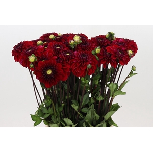 Dahlia Lady Love
