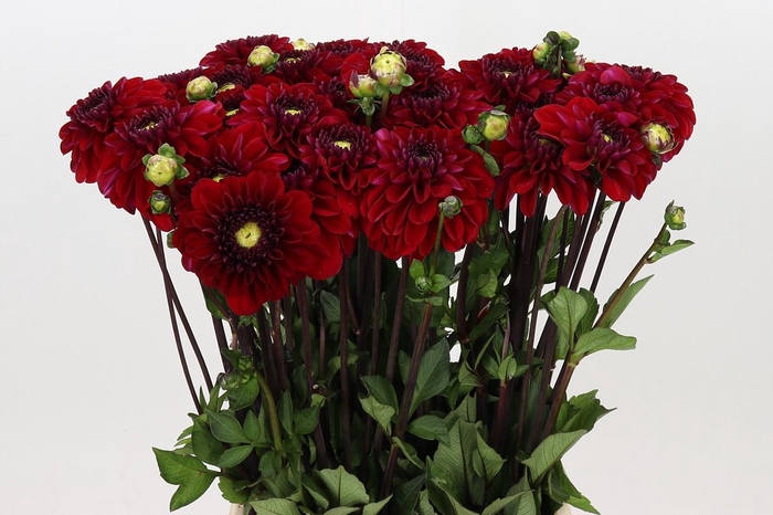 <h4>Dahlia Lady Love</h4>