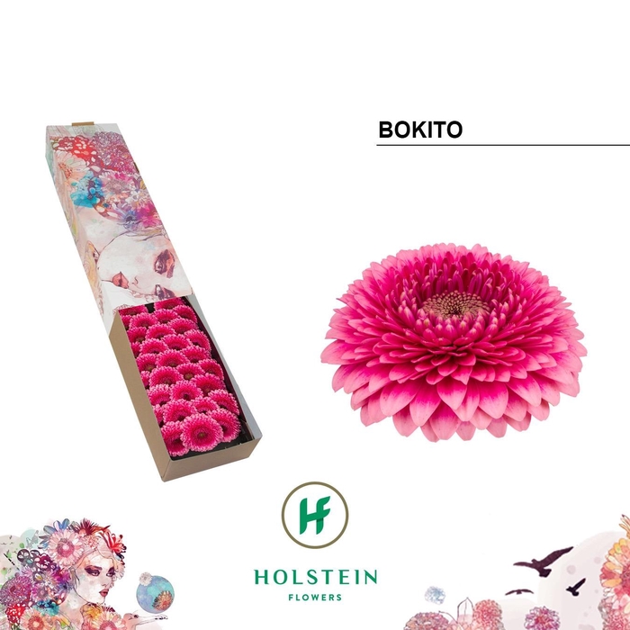 <h4>GE MB GERPONI BOKITO</h4>