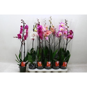 PHAL GEM