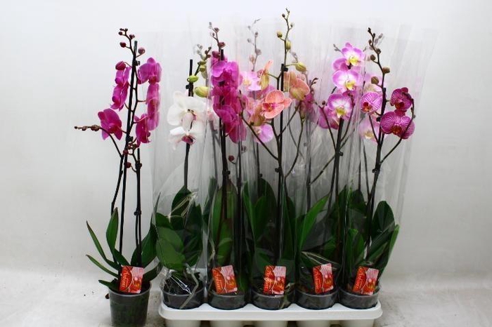<h4>PHAL GEM</h4>