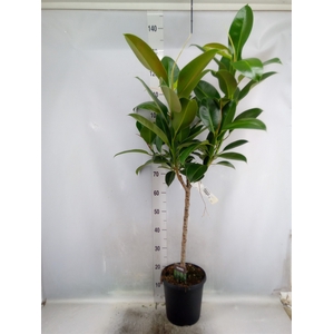 Ficus elastica 'Melany'