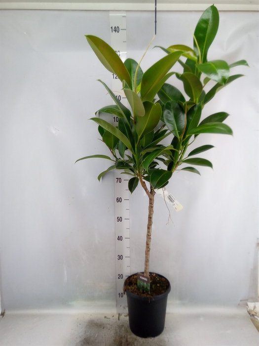 Ficus elastica 'Melany'