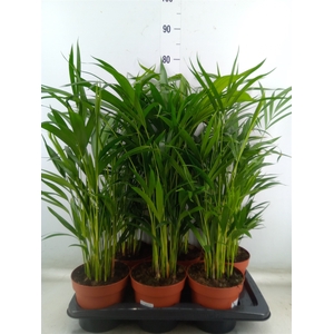Dypsis lutescens   ...Chrysalidoca