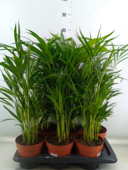 <h4>Dypsis lutescens   ...Chrysalidoca</h4>
