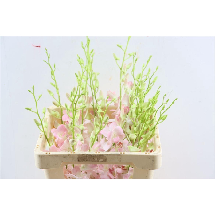 <h4>Dendro Galaxy Pink</h4>