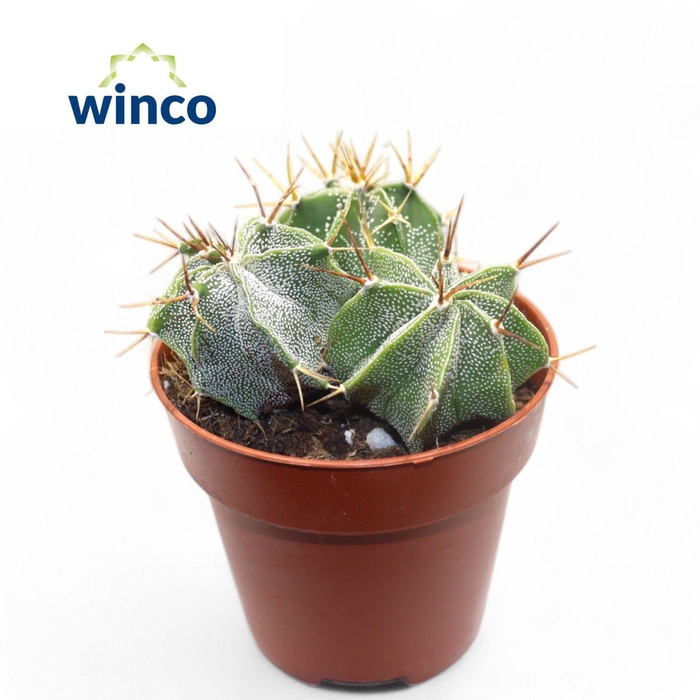 <h4>Astrophytum Ornatum (group)</h4>