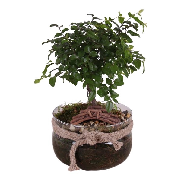 Bonsai ball-shape mixed ø15cm in vase with rope ø16cm