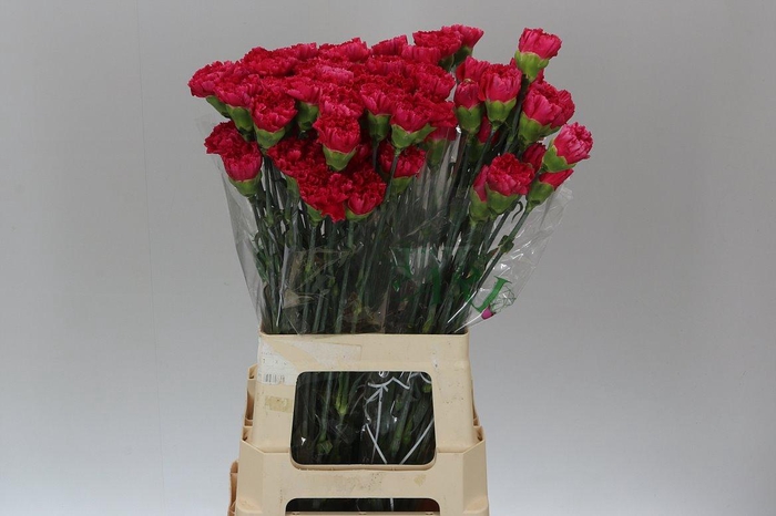 <h4>Di St Cerise</h4>