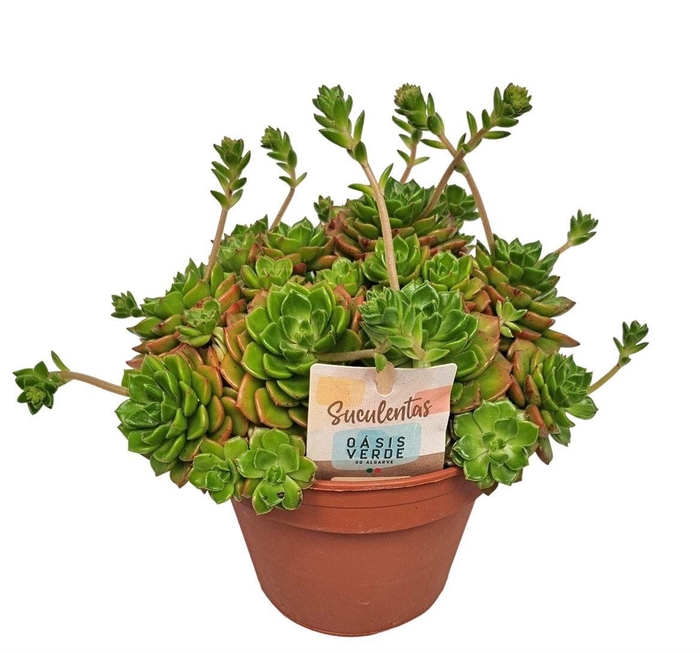 <h4>ECHEV AFFINIS</h4>