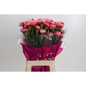 Dianthus St Cheerio
