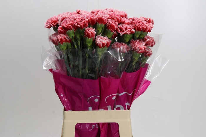 <h4>Dianthus St Cheerio</h4>