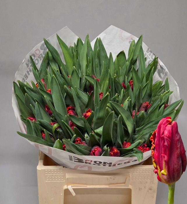 <h4>TU PA ABRACADABRA</h4>