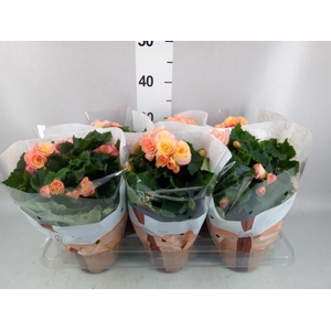Begonia elat. DU 'Hailey Sunset'