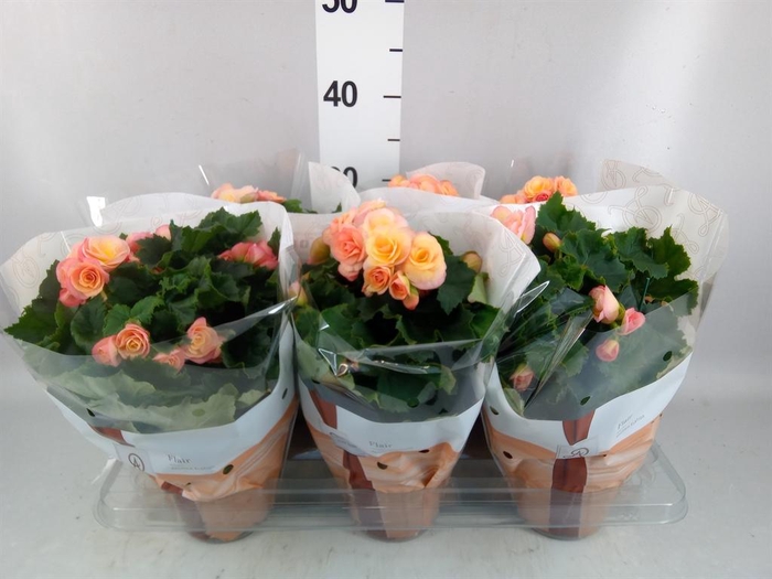 <h4>Begonia elat. DU 'Hailey Sunset'</h4>