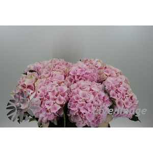 Hydrangea verena