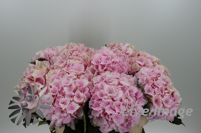 <h4>Hydrangea verena</h4>