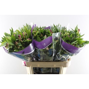 Alstr Falipo (paars)