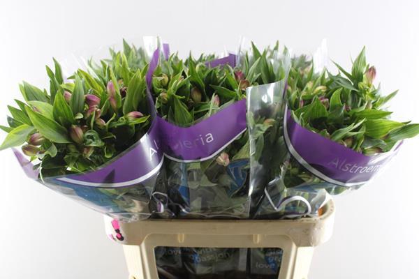 <h4>Alstr Falipo (paars)</h4>