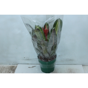 AECH FRED. VERMELHO P19