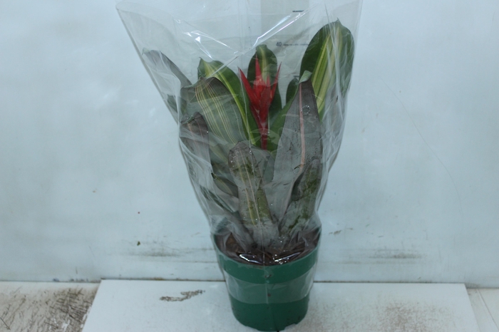 <h4>AECH FRED. VERMELHO P19</h4>