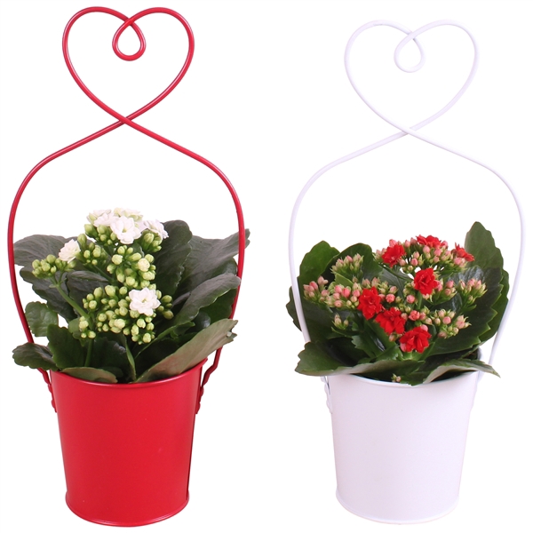 <h4>Valentine Arr. Indoor Metal Framepot + Heart Ø15cm 1PP</h4>