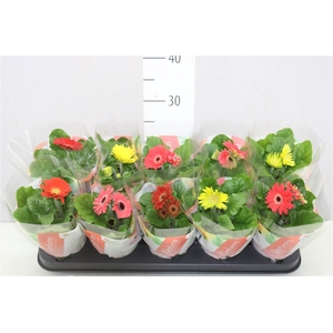 Gerbera C G Gemengd 2+