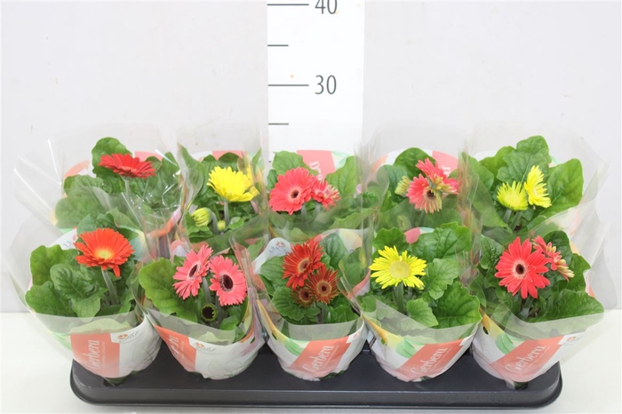 <h4>Gerbera C G Gemengd 2+</h4>