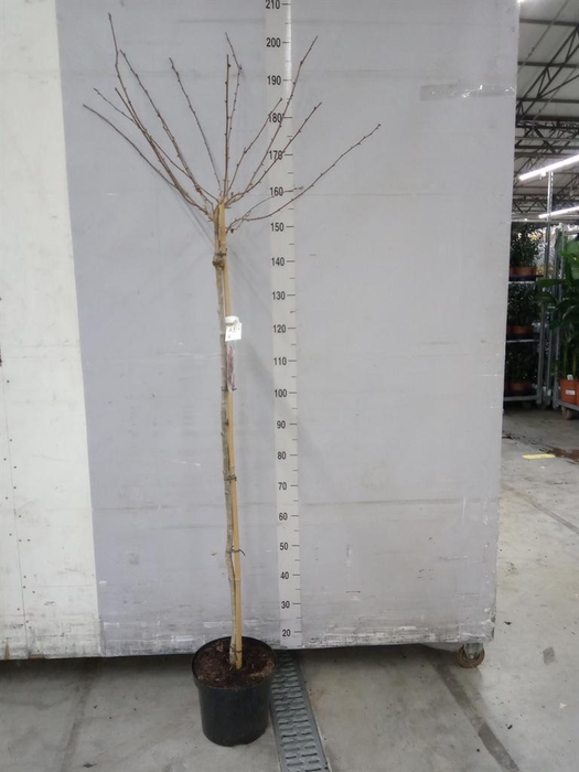 <h4>Prunus  'Okame'</h4>