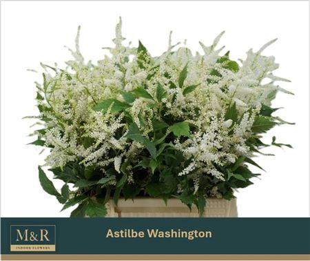 <h4>Astil Ja Washington</h4>