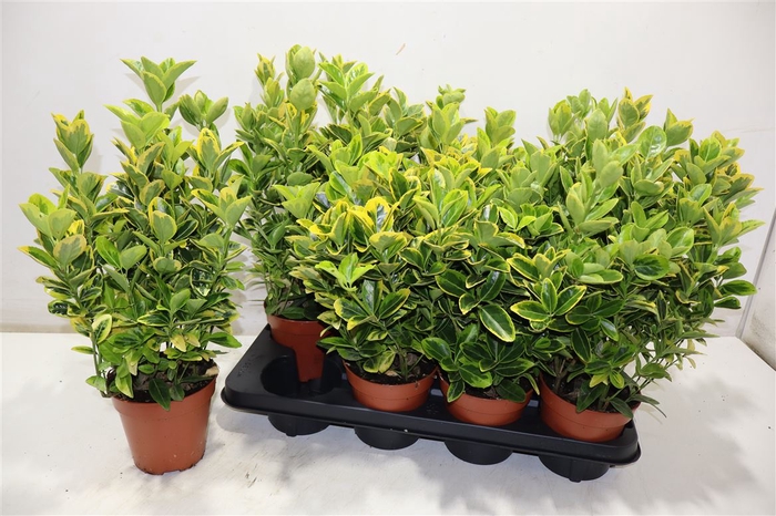 <h4>Euonymus Ja Aureus</h4>
