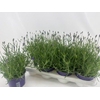Lavandula angustifolia Essence Pur