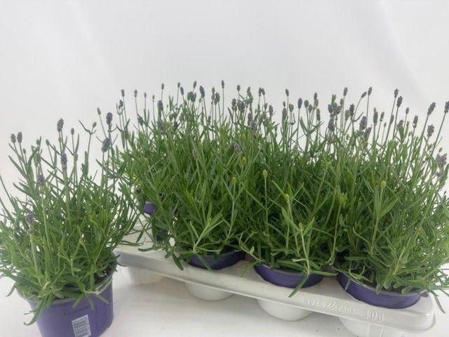 Lavandula angustifolia Essence Pur