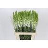 Antirrhinum Potomac Early White