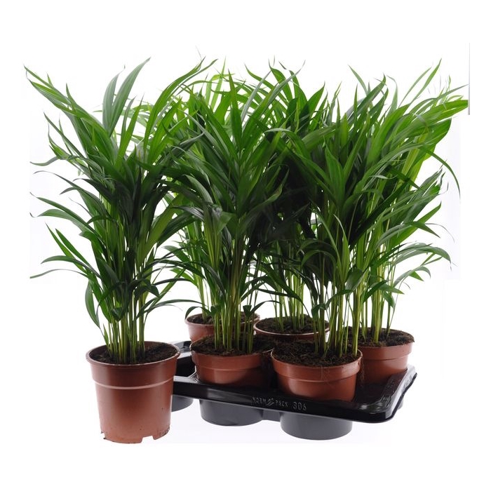 <h4>Areca lutescens 17Ø 75cm 20pp</h4>