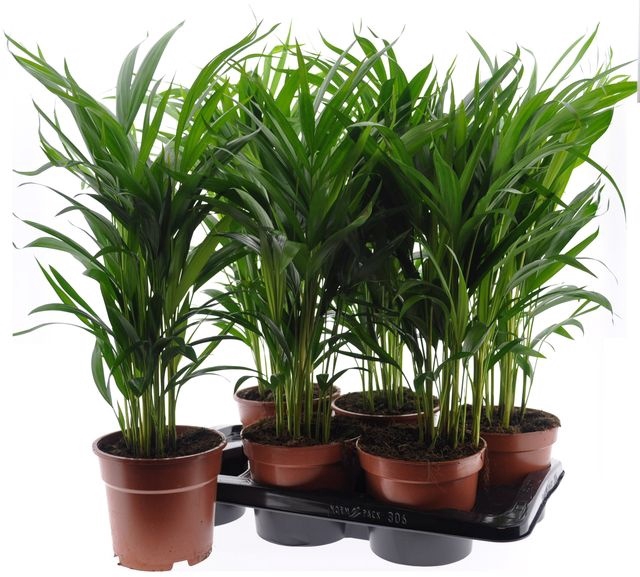 Areca lutescens 17Ø 75cm 20pp