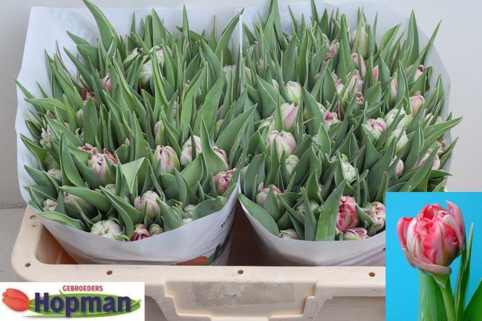 <h4>TU DU FLASH POINT</h4>