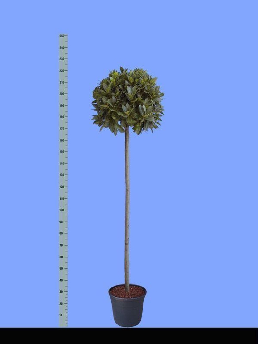 Laurus nobilis Bol op stam