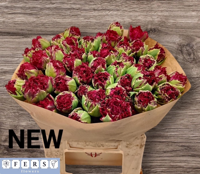 <h4>TU FR PADUA</h4>