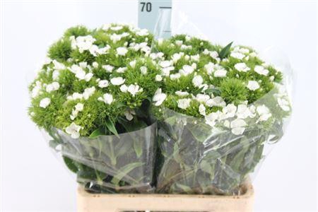 <h4>Di Barb White Duke</h4>