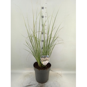 Cortaderia   ...