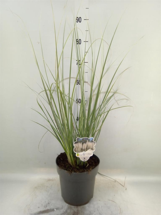 <h4>Cortaderia ...</h4>