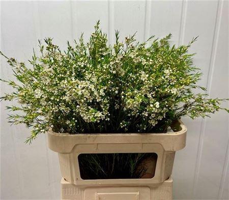 <h4>Chame Un Luna White 80cm</h4>