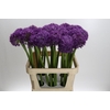 Allium Globemaster