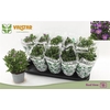 ** Aste Starl Gem * Spring Deal *