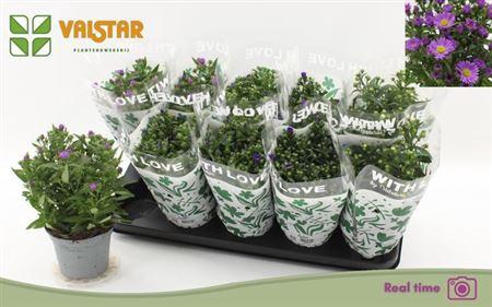 <h4>Aste Starl Gem</h4>