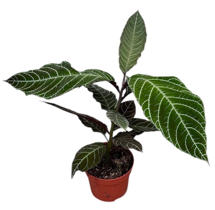 <h4>Overig planten Labisia Gigantifolia</h4>