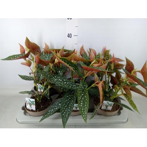 Begonia BD mac. 'Wightii'