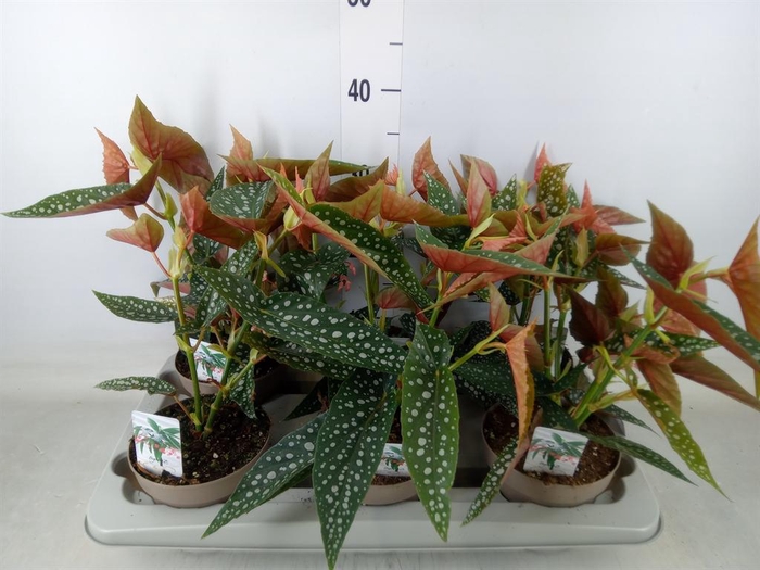 <h4>Begonia BD mac. 'Wightii'</h4>